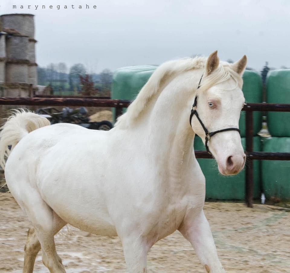 Galant de Corbion (DSA) => A saillie 