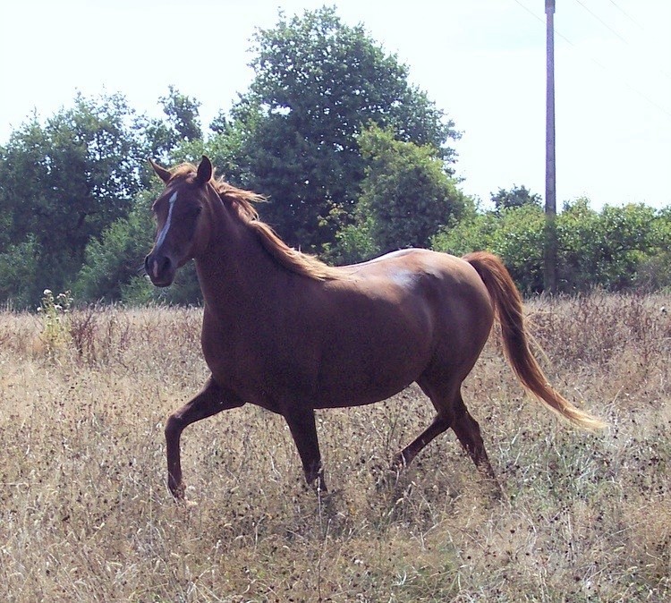 Gi Hasna (Arabe) 