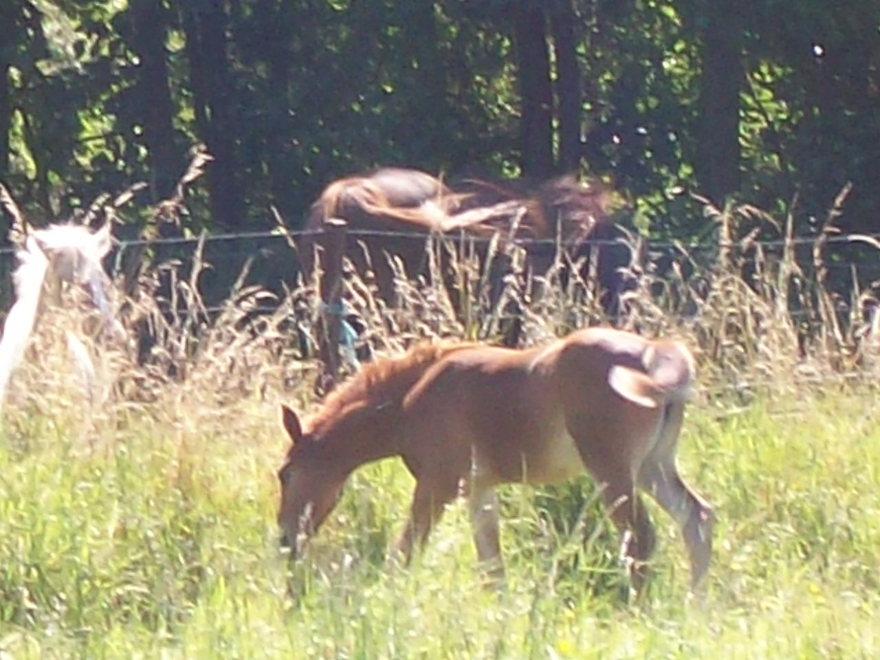 Country des Chtits (OC) - Juillet 2012