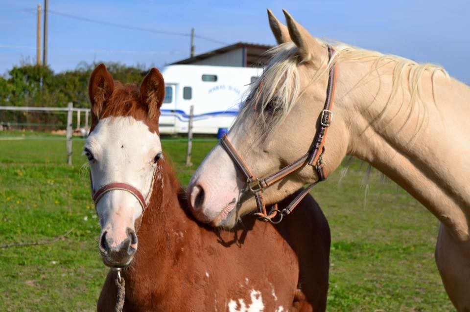 Bella de Tassonnière (OC) & Fantaisy de Taman (OC) - 2015