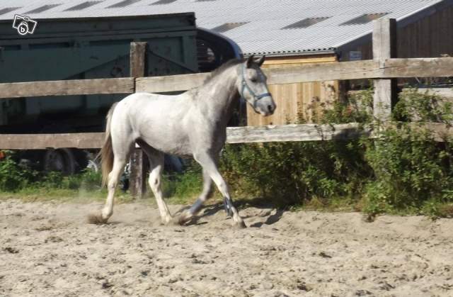 Mil (poney BWP - IPO 93) - Hiver 2011
