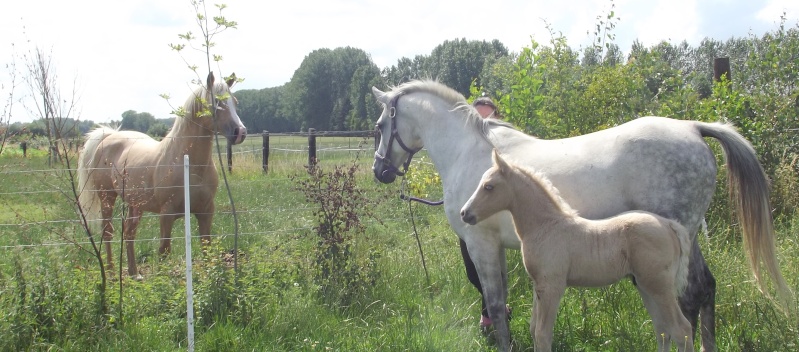 Baïko des Chtits (DSA) - Juin 2011