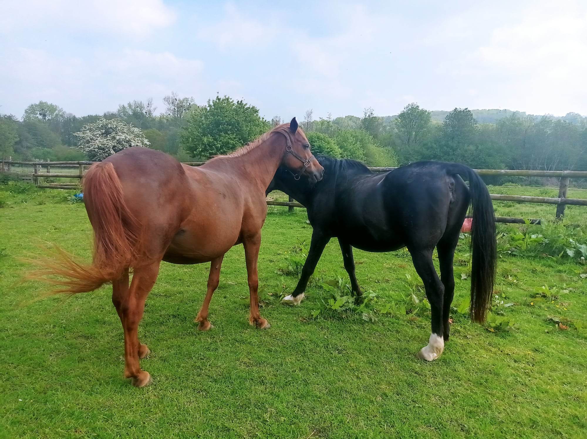 Gi Hasna (Arabe) & Eloïse Von Osterbyholz (Arabe)