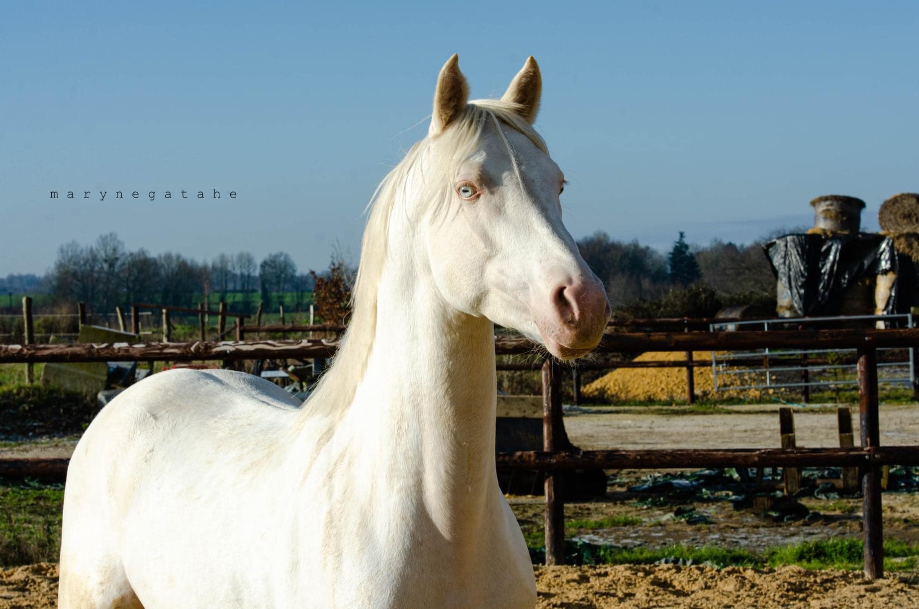 Galant de Corbion (DSA) => A saillie 