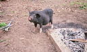 Cochonette