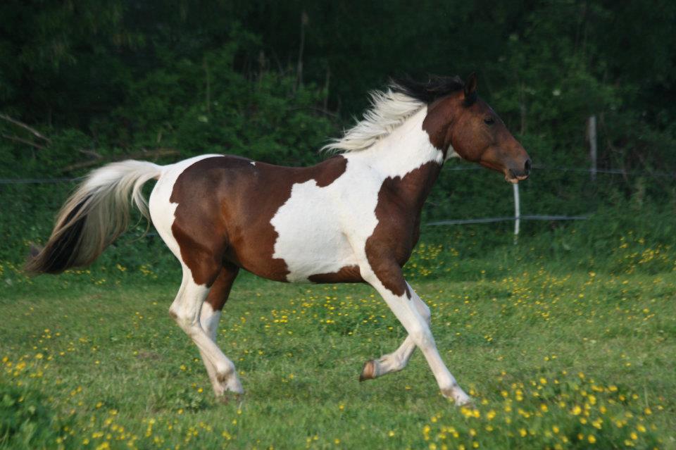 Amaretto des Chtits (DSA) - Mai 2012