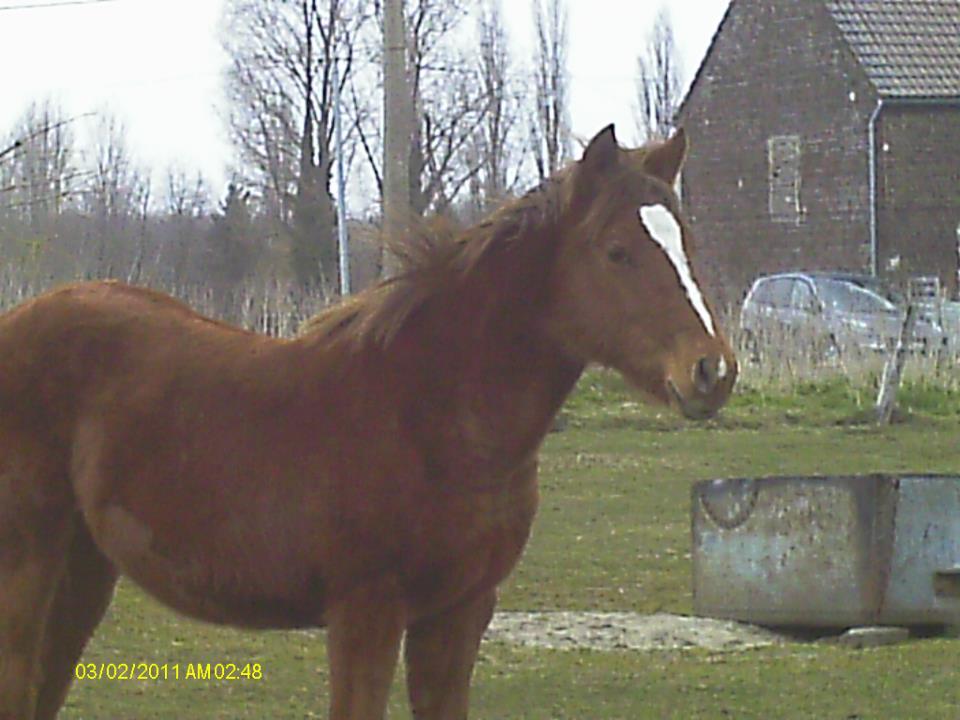 Country des Chtits (OC) - Avril 2013