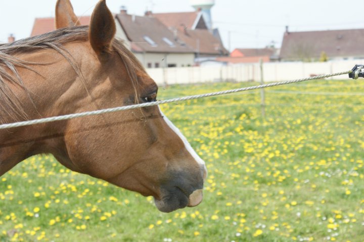 Carol Shaï (Arabe) - Mai 2010