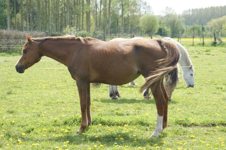 Carol Shaï (Arabe) - Mai 2010