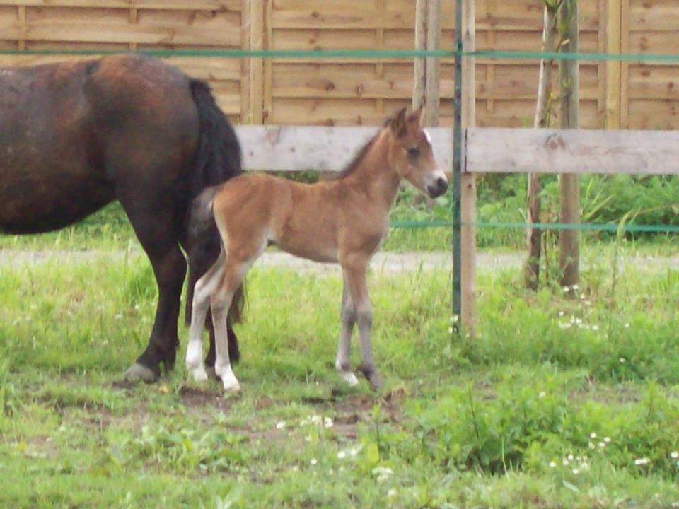 Cookyes des Chtits (ONCP) - Juillet 2012