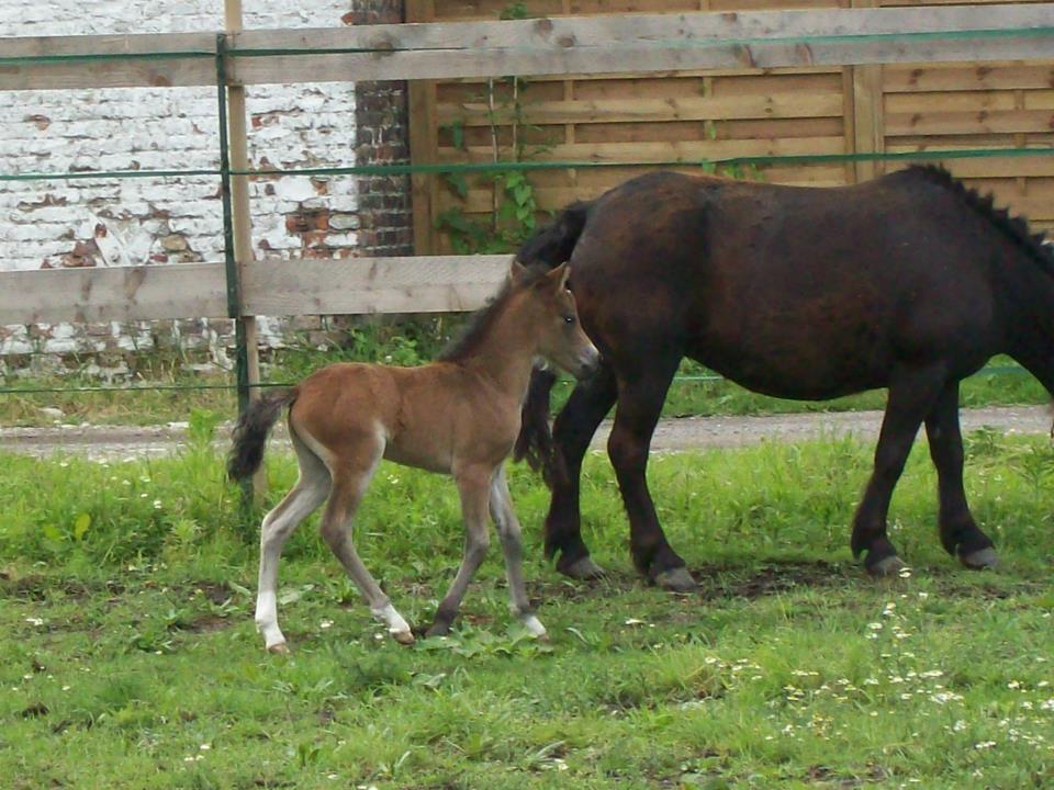 Cookyes des Chtits (ONCP) - Juillet 2012