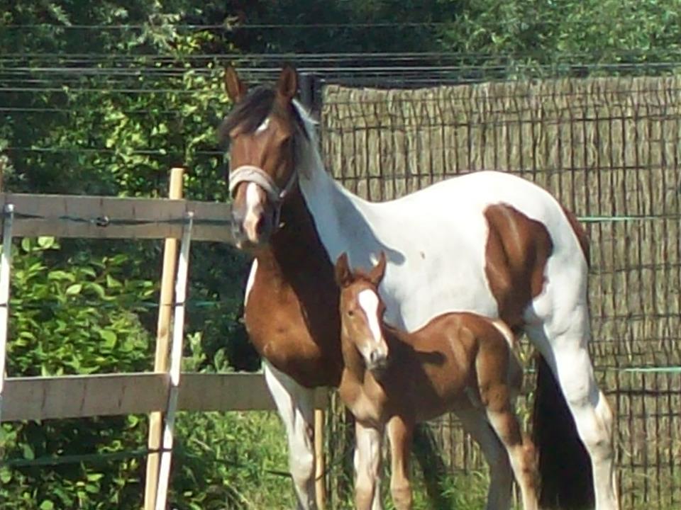 Country des Chtits (OC) - Juin 2012