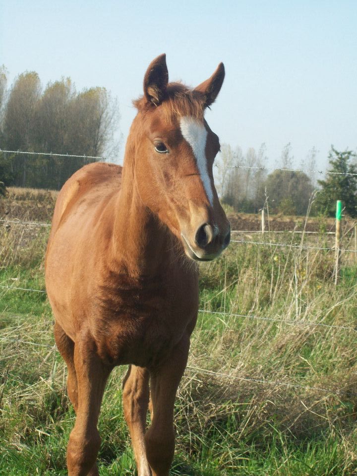 Country des Chtits (OC) - Octobre 2012