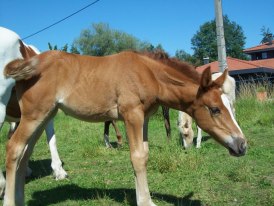 Country des Chtits (OC) - Juillet 2012