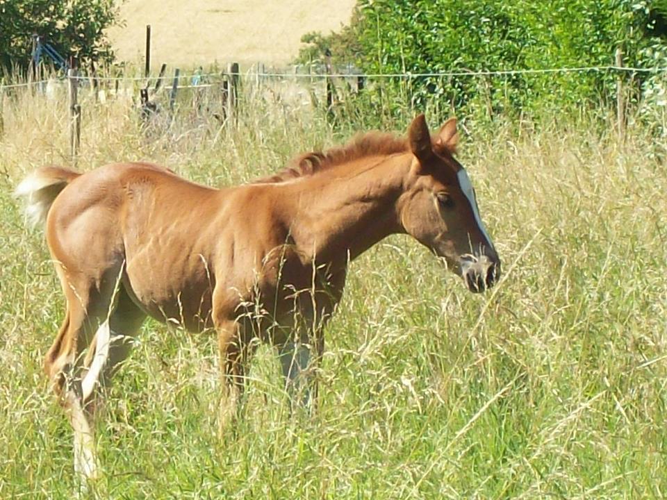 Country des Chtits (OC) - Juillet 2012