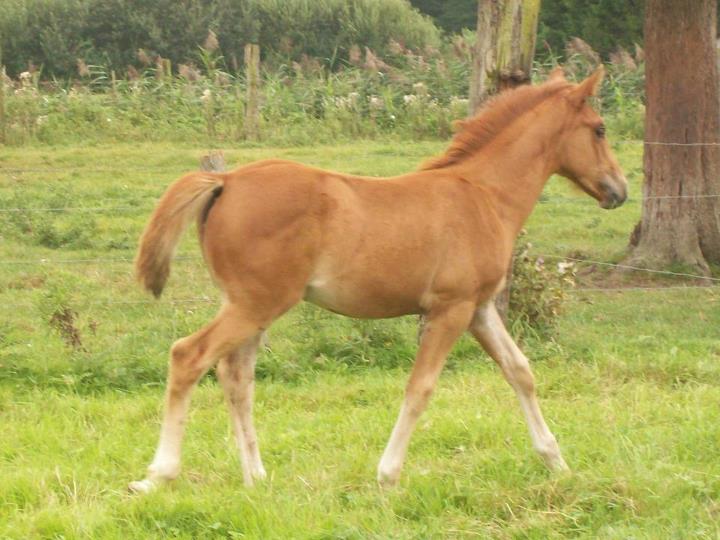 Country des Chtits (OC) - Septembre 2012