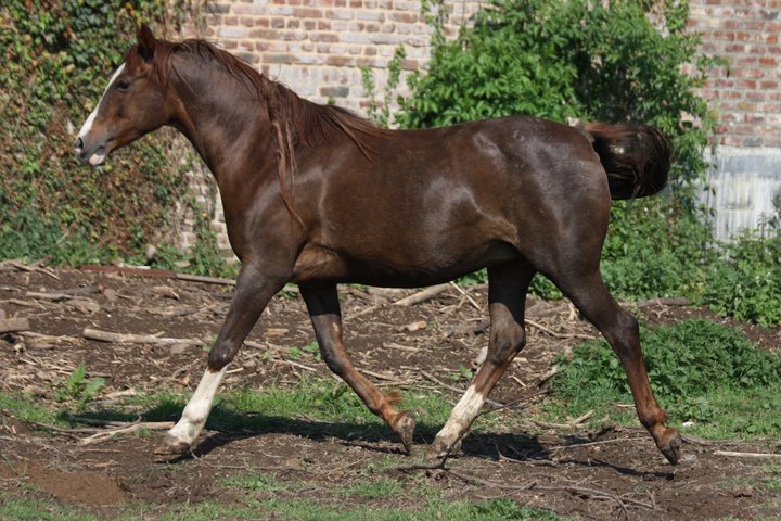 Fléole de Courbon (Arabe - IRE** 127 - BRE +8 - 4,5 points Pace 