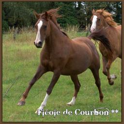 Fléole de Courbon (Arabe - IRE** 127 - BRE +8 - 4,5 points Pace 