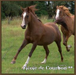 Fléole de Courbon (Arabe - IRE** 127 - BRE +8 - 4,5 points Pace 