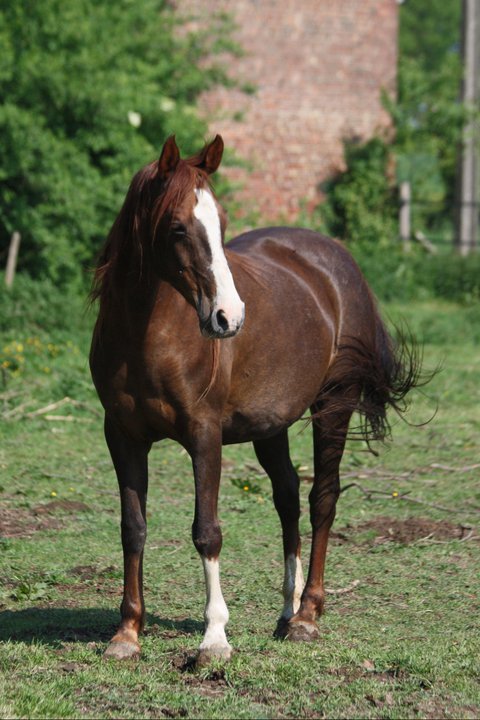 Fléole de Courbon (Arabe - IRE** 127 - BRE +8 - 4,5 points Pace 