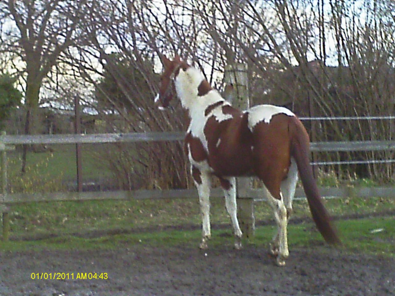 Poco Blue Gal (Paint-Horse - ISO 91) - Février 2013