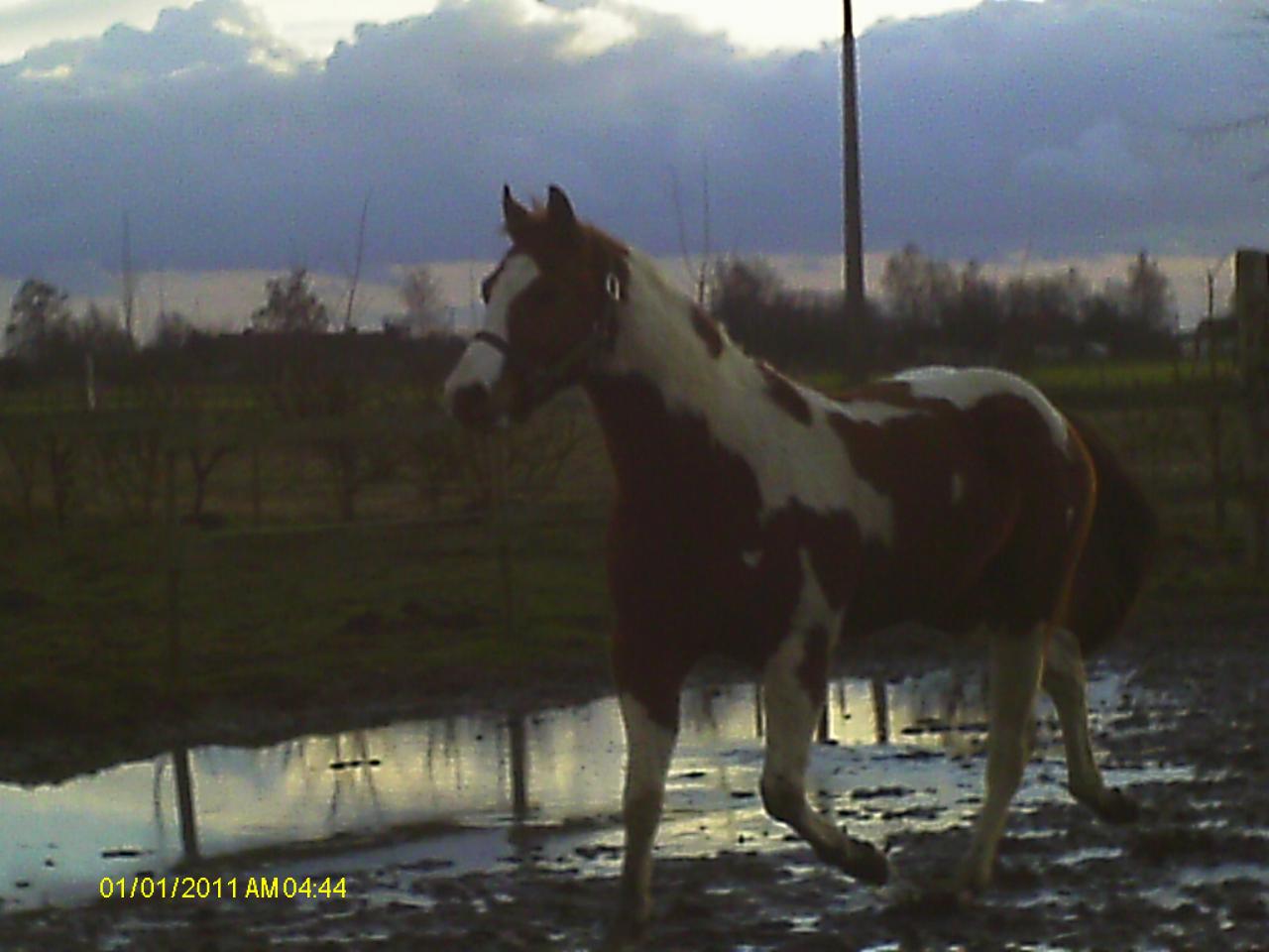 Poco Blue Gal (Paint-Horse - ISO 91) - Février 2013