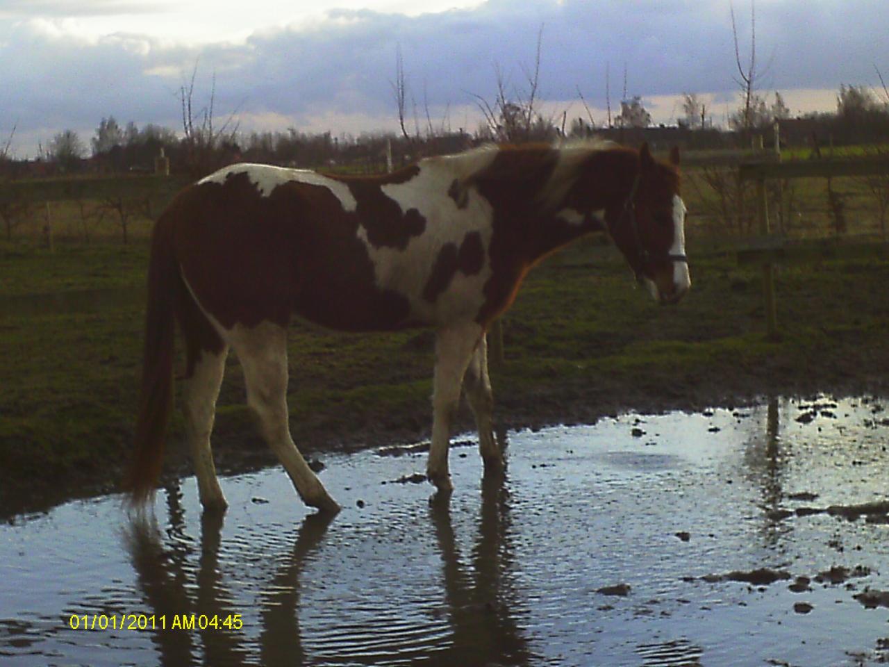 Poco Blue Gal (Paint-Horse - ISO 91) - Février 2013