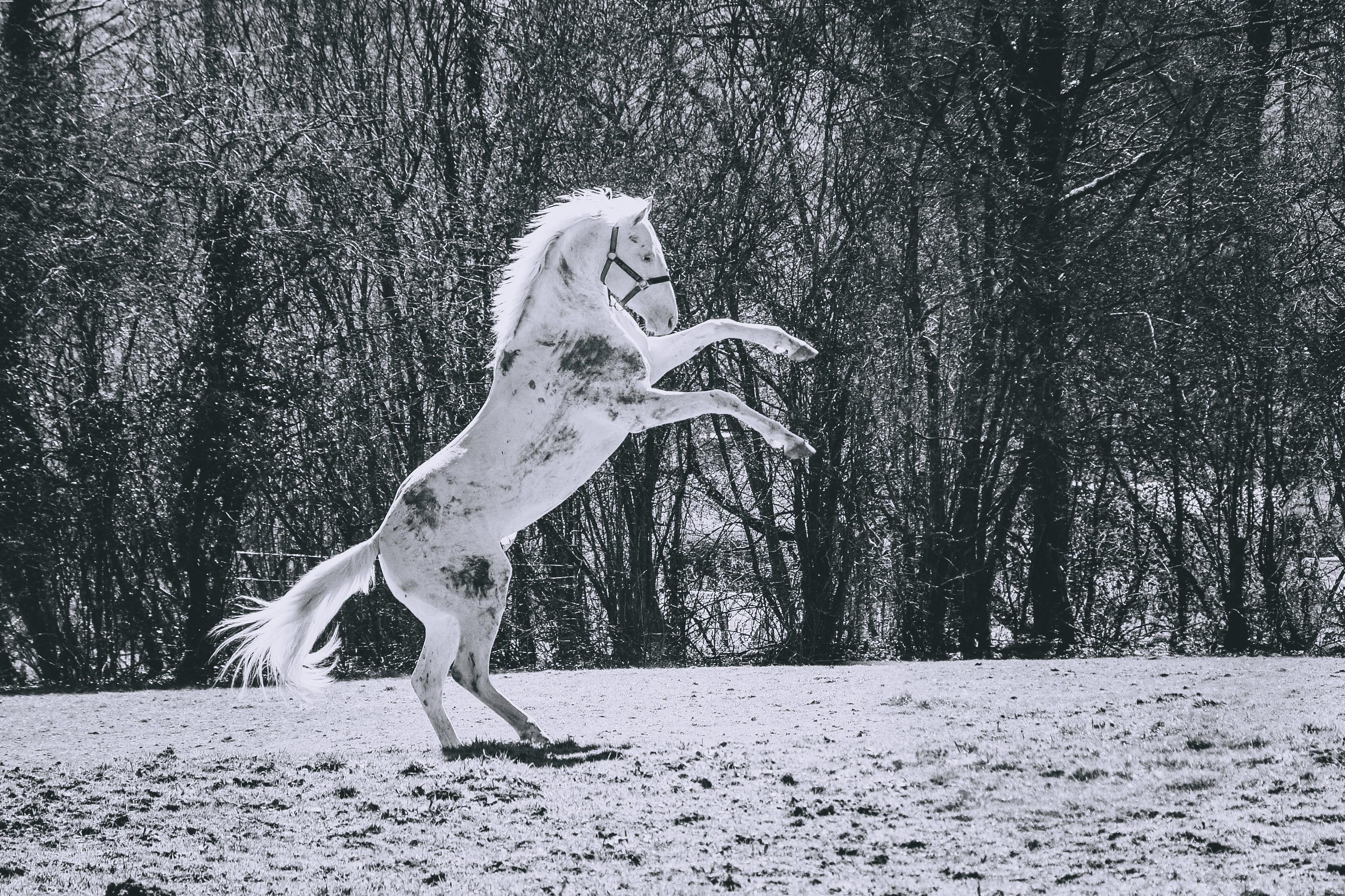Ice Sugar Cat (Paint Horse) - Eté 2021