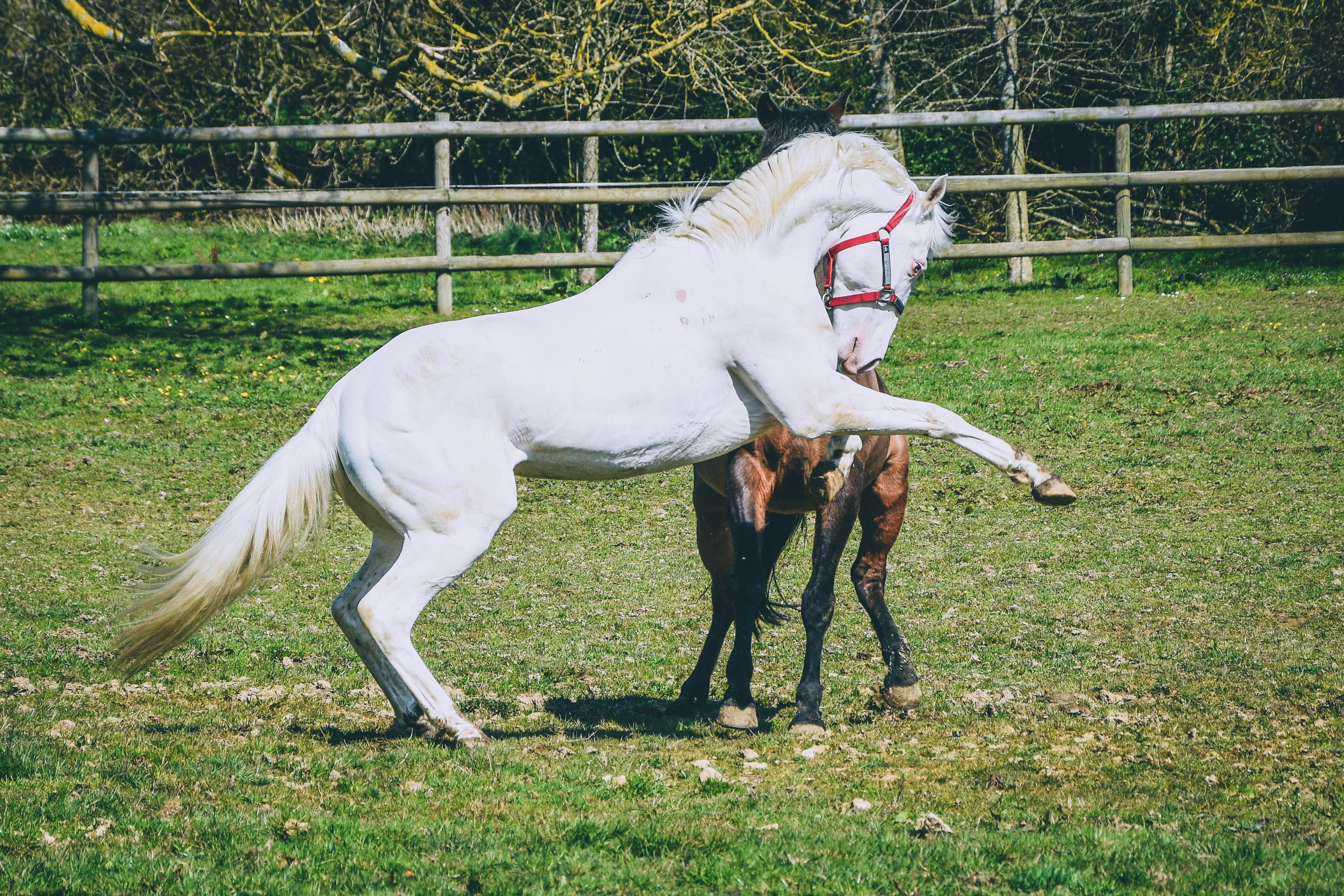 Ice Sugar Cat (Paint Horse) - Eté 2021