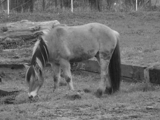 Salto de Raismes (ONCP) - Hiver 2008