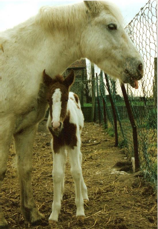 Perle & Klémentine (ONCP) - Eté 1998