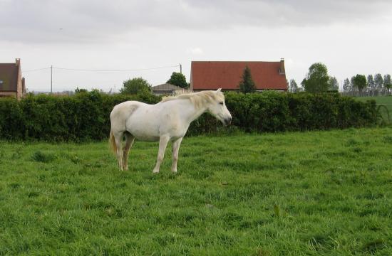 Pénélope (ONCP) - Eté 2004