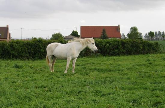 Pénélope (ONCP) - Eté 2004