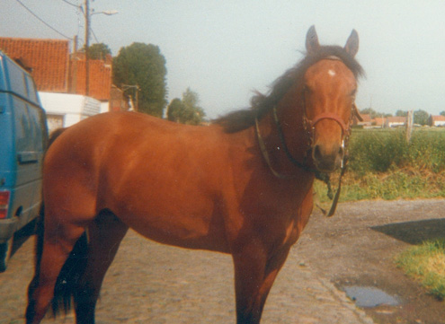 Goliath (ONCS) - Eté 1998