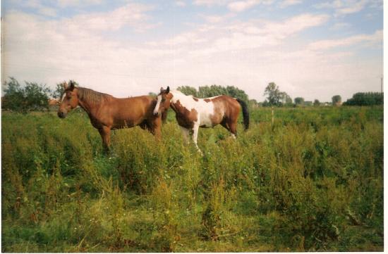 Tara & Joséphine II - Eté 1999