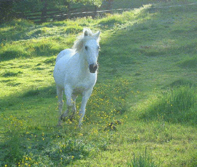 Pénélope (ONCP) - Eté 2003