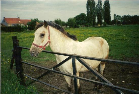 Ghysmo de Vred (ONCP) - Eté 1999