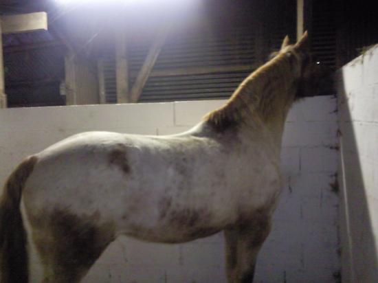 Flamby (ONCS) - Hiver 2009