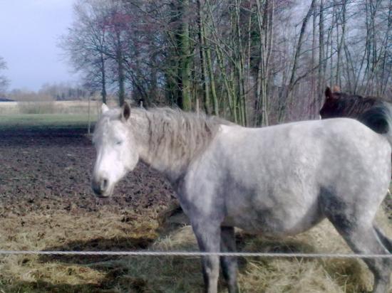 Lady des Galas (PFS/DSA) - Hiver 2009