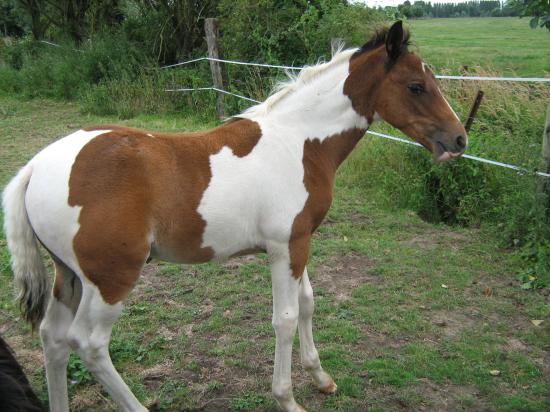 Amaretto des Chtits (DSA)  - Juillet 2010