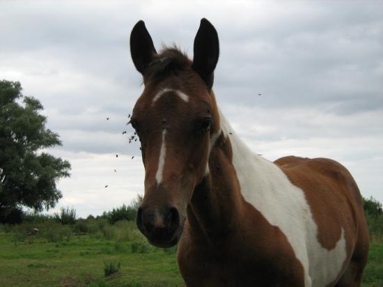 Amaretto des Chtits (DSA)  - Juillet 2010