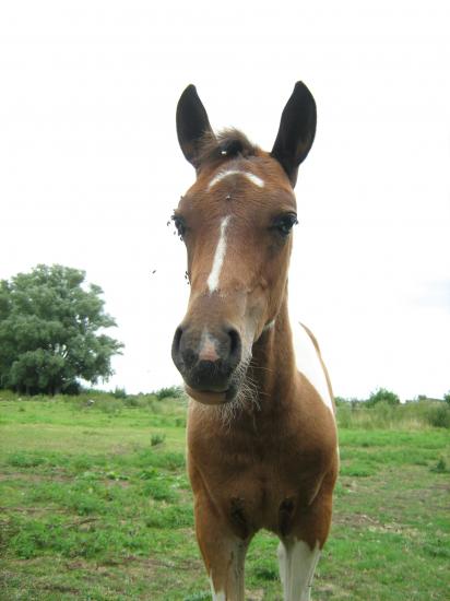 Amaretto des Chtits (DSA)  - Juillet 2010