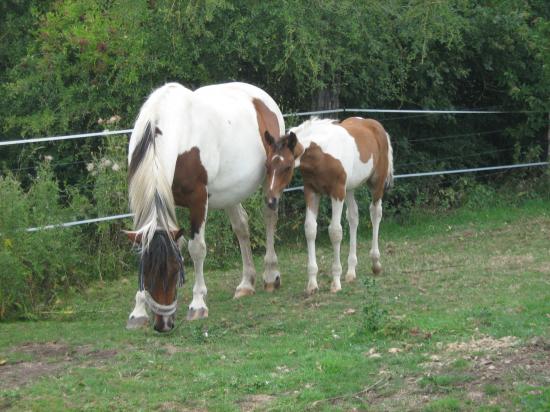 Amaretto des Chtits (DSA)  - Juillet 2010