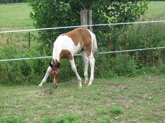 Amaretto des Chtits (DSA)  - Juillet 2010