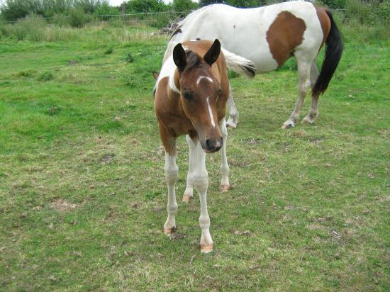 Amaretto des Chtits (DSA)  - Juillet 2010