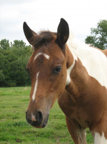 Amaretto des Chtits (DSA)  - Juillet 2010