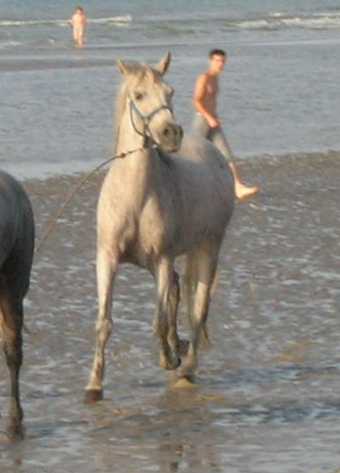 Etoile du Futoy (ONCP) - Eté 2005