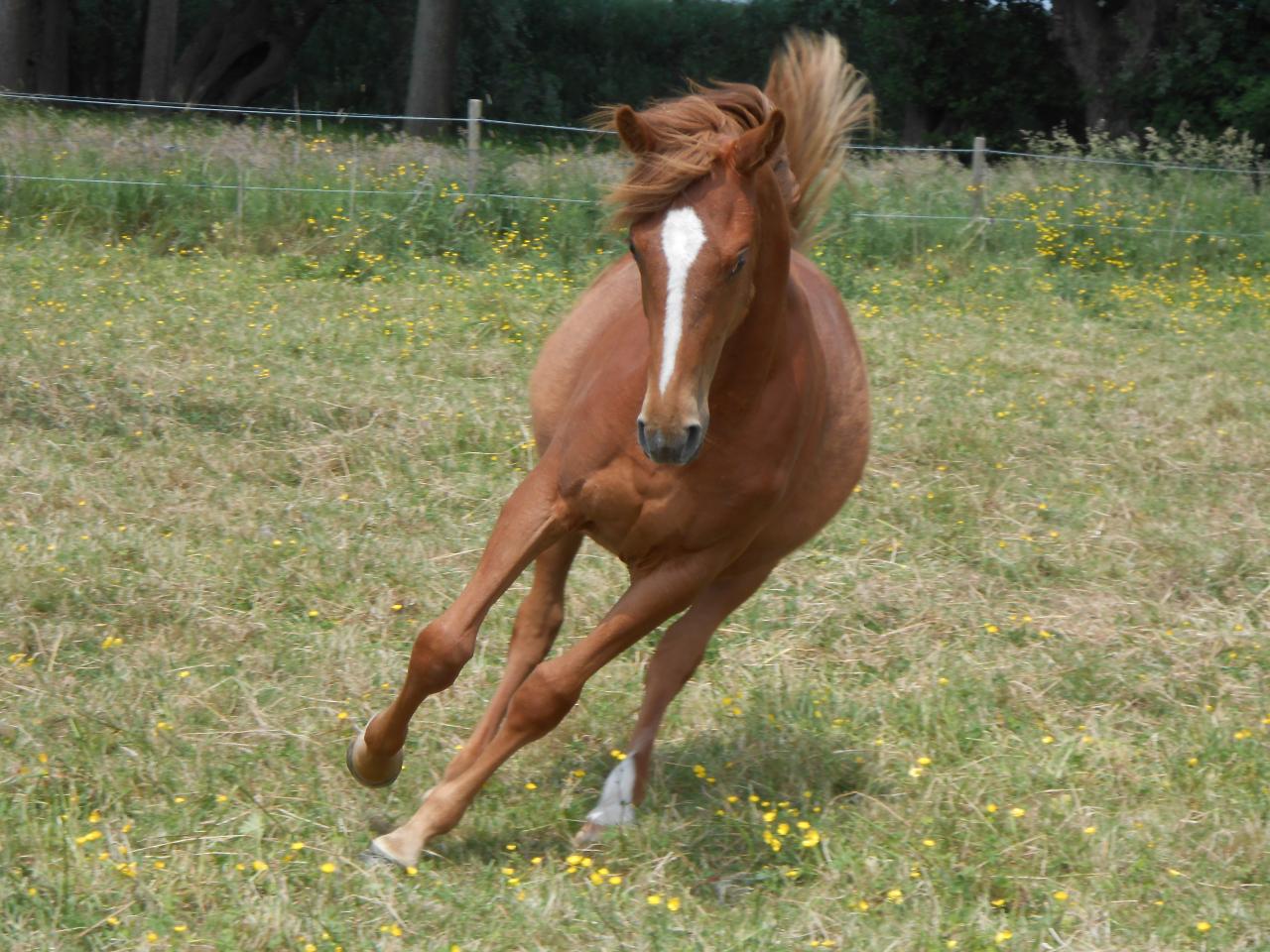 Country des Chtits (OC) - Juin 2013