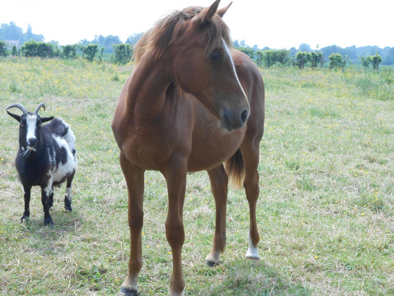 Country des Chtits (OC) - Juin 2013