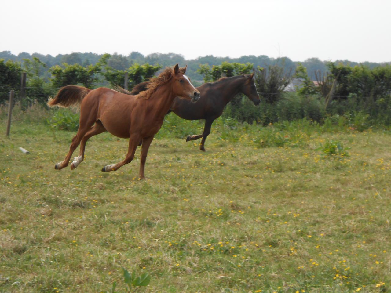 Country des Chtits (OC) - Juin 2013